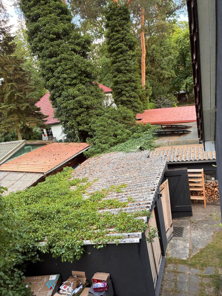 Graue wellige Asbestplatten auf Schuppendächern mit Bewuchs