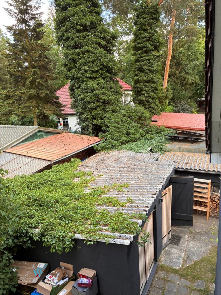 Dach mit alten Asbestplatten auf Gartenhaus, teilweise von Pflanzen überwuchert