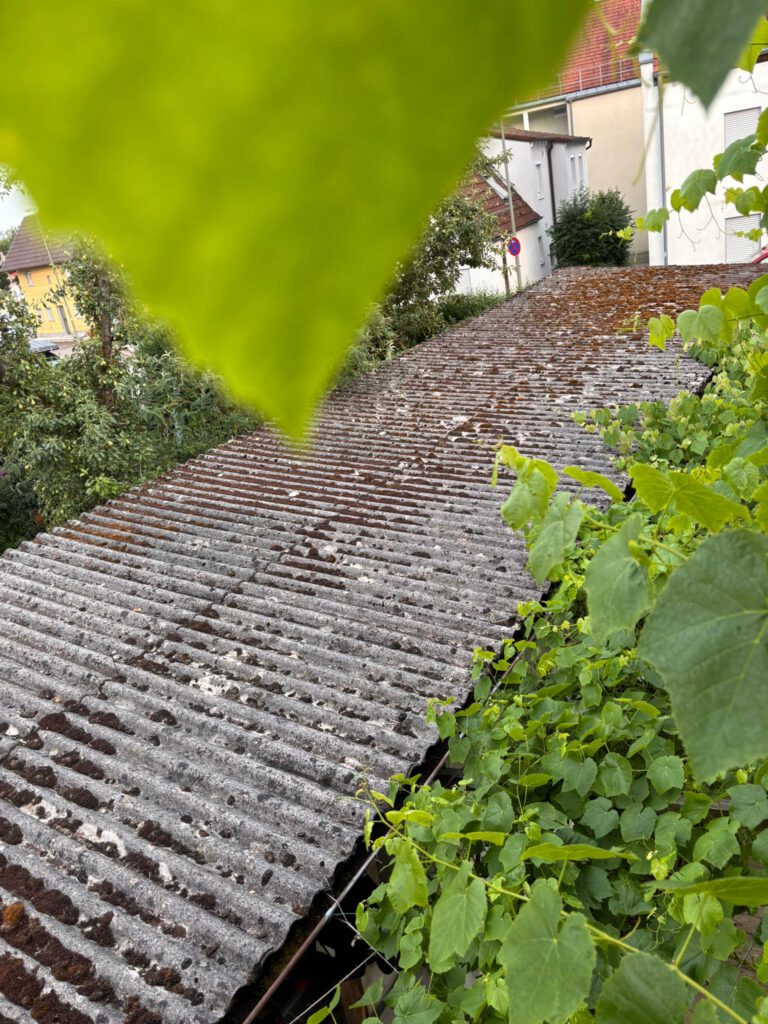 Graues Asbest-Welldach mit Moos und Pflanzenbewuchs